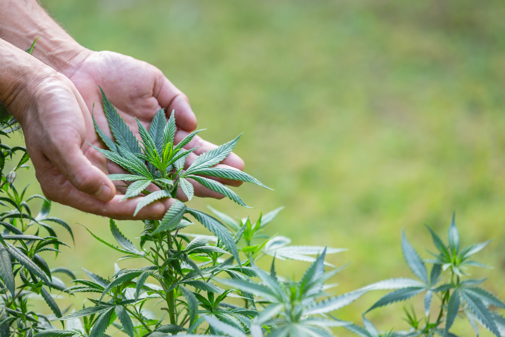 CBD e longevidade